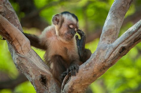 Brown Capuchin Monkey | Sean Crane Photography