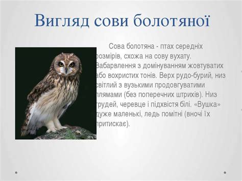 Сови - презентація з біології