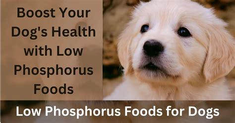 Low Phosphorus Foods for Dogs: A Guide to a Balanced Diet