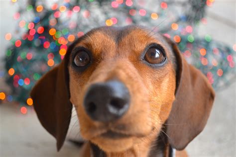 Best Mini Dachshund Names: Names After The Сharacteristics Of Your Pet, Boy Names, How To Name ...