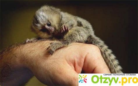 ОБЕЗЬЯНКА ИГРУНКА реальные отзывы покупателей+ цена, купить недорого ...