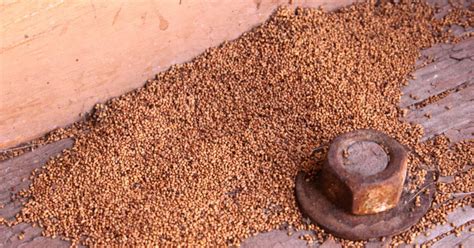 signs   pest infestation garfield pest control nh