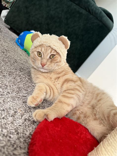 elusive orange bear : r/OneOrangeBraincell