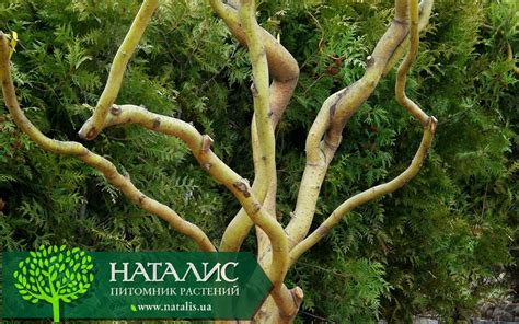 Ива Матсудана 'Erythroflexuosa' - купить в питомнике растений НАТАЛИС
