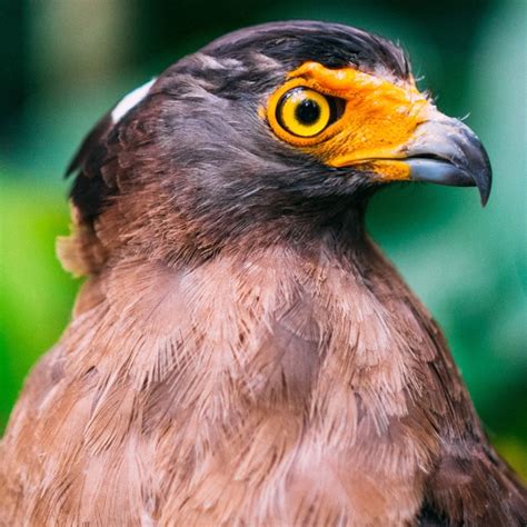 birds raptors birds  prey lets talk science