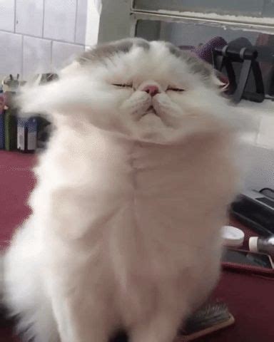 13. Ironing cat. | Crazy cats, Cute cats, Animals