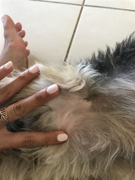 Shihtzu Terrier - skin has visibly changed darker under his belly in