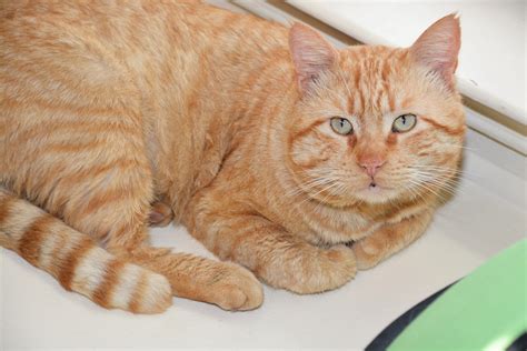 Pumpkin | Shadow Cats