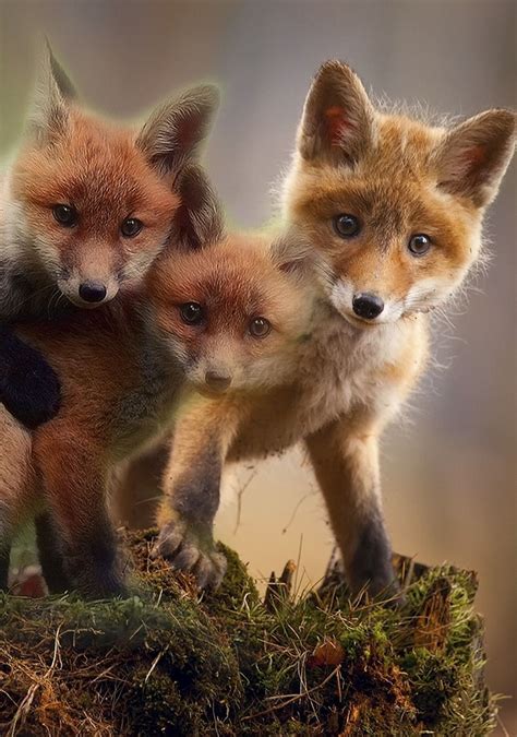 Baby Fox Cubs