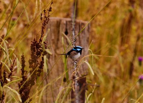 From the Paddock – Seven Valleys Tourism
