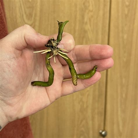 People have very strange ideas about... : r/orchids