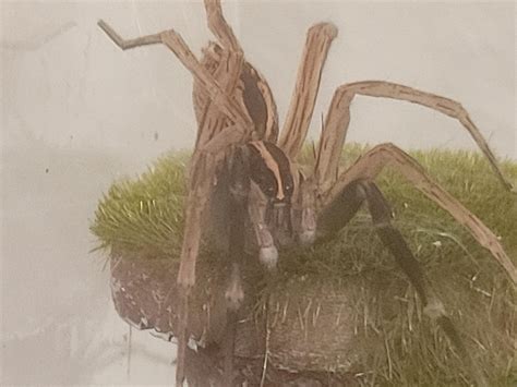 New coloring after molt : r/spiders