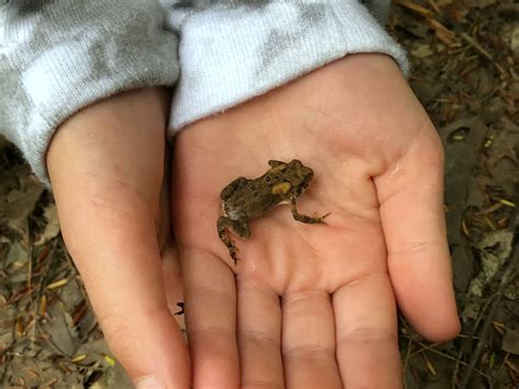 Moccasin Kill Sanctuary, Schenectady, NY - A Nation of Moms