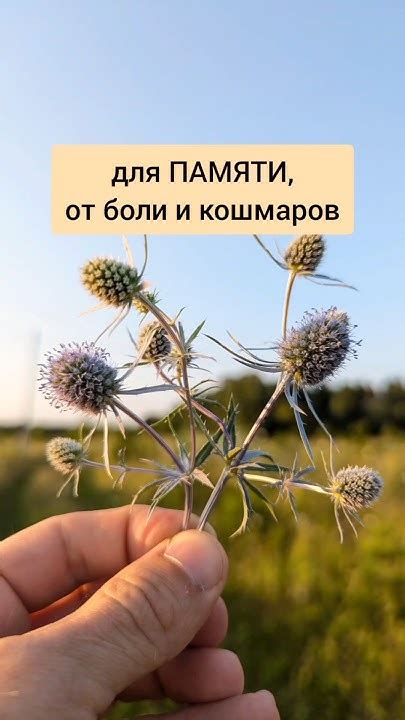 Синеголовник - для памяти, от болей и кошмаров #лекарственныетравы # ...