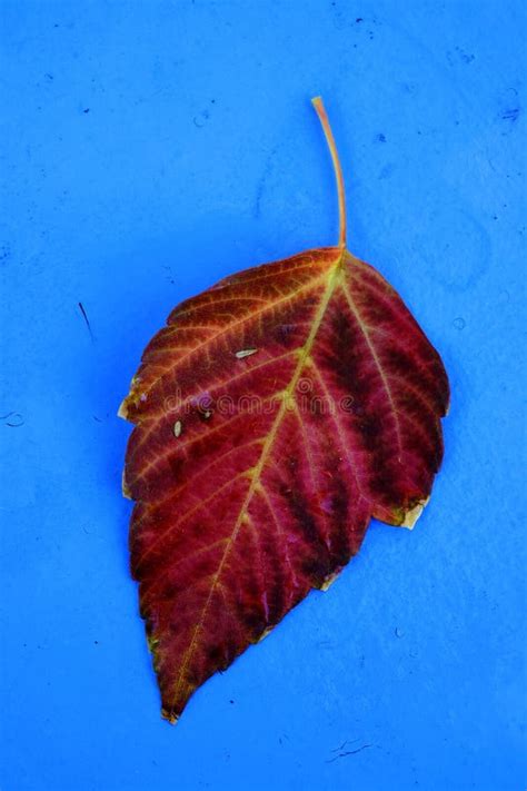 Detailed Closeup of Single Fall Leaf with Background Stock Image ...