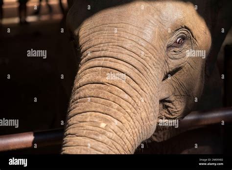 Elephant, Pinnawela Elephant Orphanage, Province of Sabaragamuwa ...