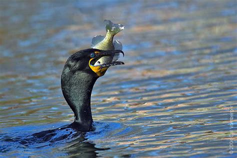 ADW: Phalacrocorax auritus: INFORMATION