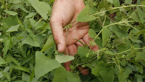 Invasive Species Awareness Week a chance to yank out intruders