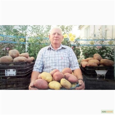 Продаю семенную картошку отечественной и зарубежной селекции элитных ...