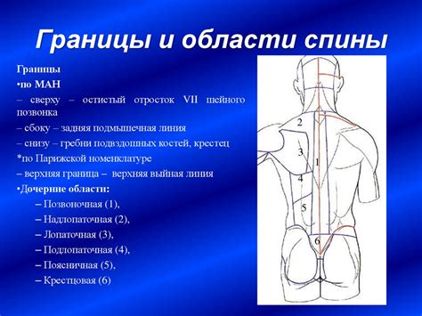Мышцы, фасции и топография туловища в функциональном и клиническом ...