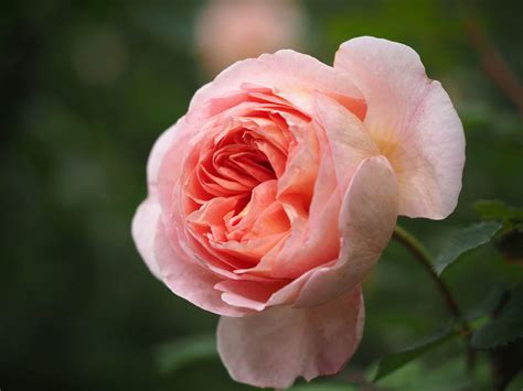 Rosa ‘Abraham Darby’ in 2 gallon Pot – Fraser Valley Rose Farm