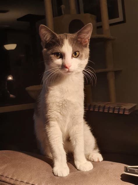 One of the most polite cats I’ve ever seen : politecats