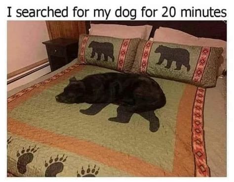 Lion : dogmemes