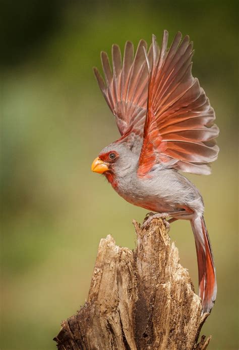 Pyrrhuloxia | Audubon Field Guide