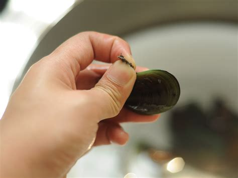How To Clean White Mussels at Christy Carter blog