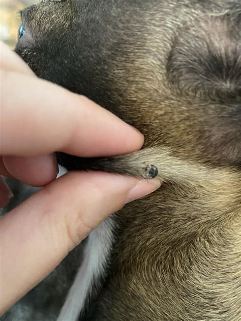 Skin tag or not? : r/DOG