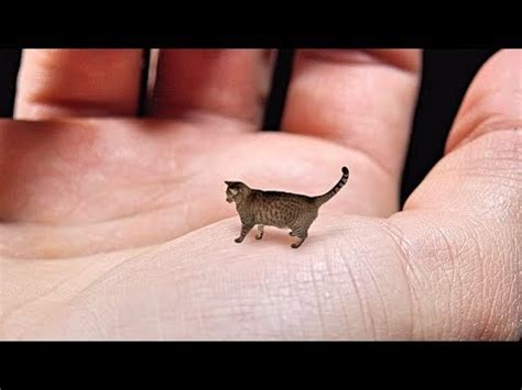 smallest cats   world