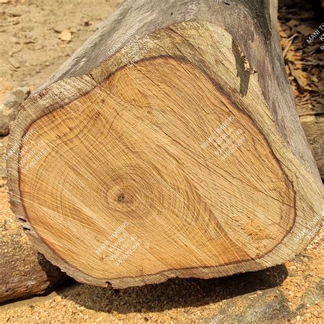 TEAK WOOD LOGS - Brandstore