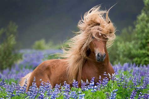 Horse Hair - Animal Fibre For Fabric & Textile Malaysia
