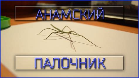 Анамский палочник | Содержание - YouTube