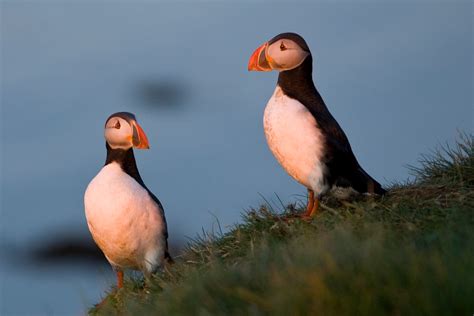 Puffin tour Iceland: Húsavík Original Whale Watching and Puffins