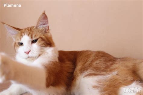 Мейн куун в Мейн кун в гр. Пловдив - ID36804598 — Bazar.bg