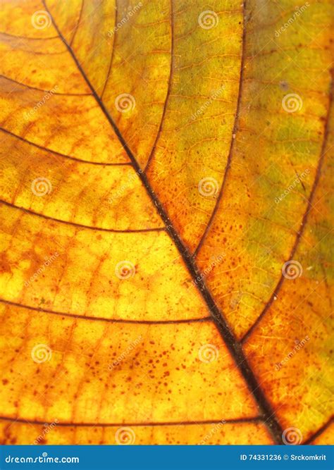texture    leaf stock photo image  green nature