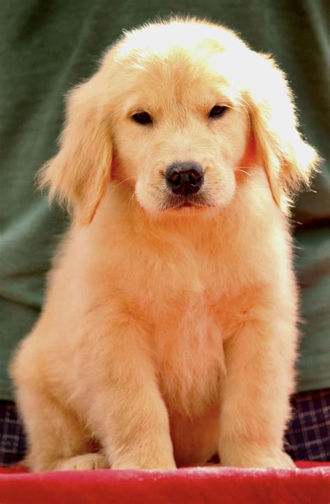 What Is The Of Golden Retriever Puppy In India - Infoupdate.org