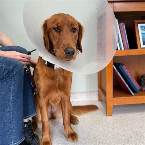 The cutest girl Hazel had a... - VCA Eye Clinic for Animals | Facebook