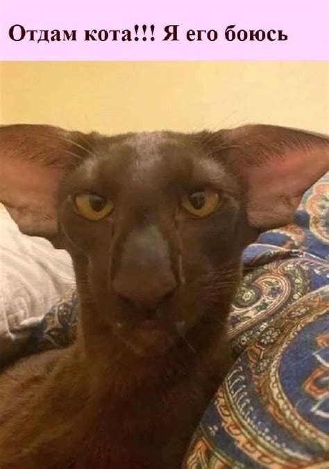 Отдам кота | Пикабу