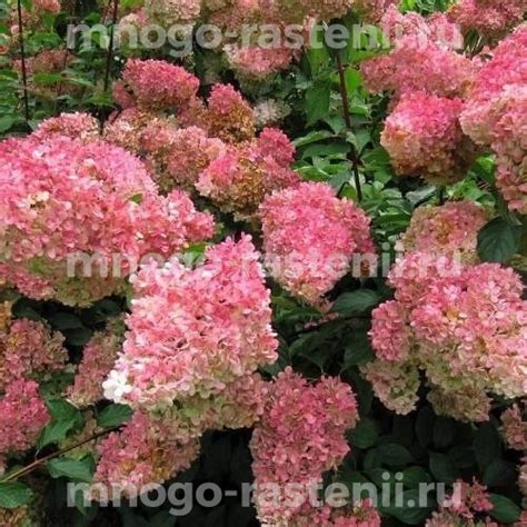 Саженцы Гортензия метельчатая Строберри Блоссом (Hydrangea paniculata ...