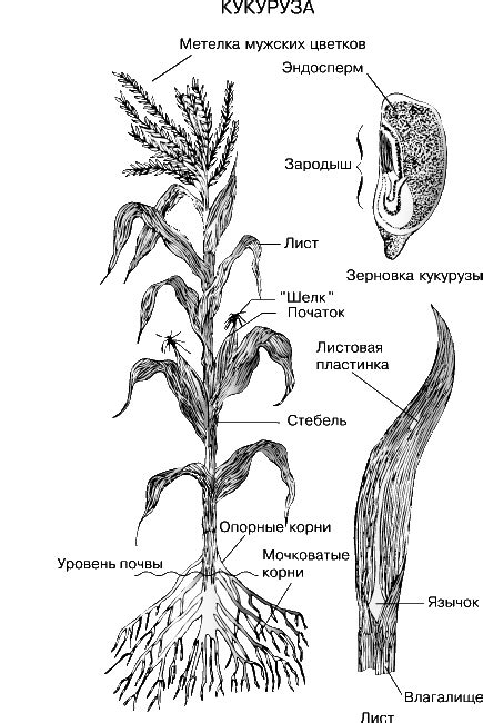 КУКУРУЗА | Энциклопедия Кругосвет