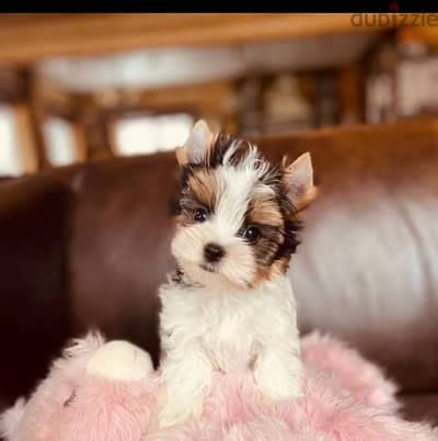 Imported Mini Biewer Yorkshire Terrier From Europe - Dogs - 196644372