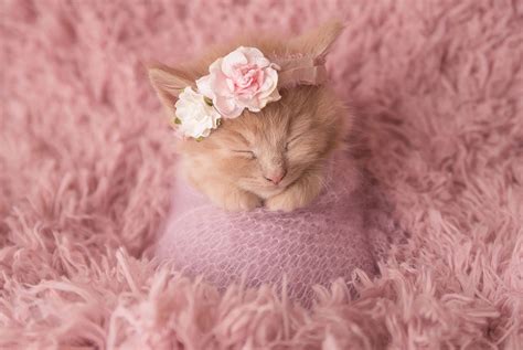 Милые котята (70 фото) Яркие фото маленьких котят