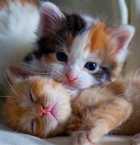 Cuddling kittens :) : aww