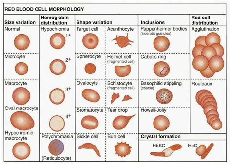morfologia de eritrocitos hematologia sangre eritrocitos ciencia