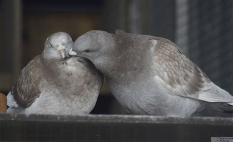 Turtel Tauben Foto & Bild | tiere, haustiere, sonstige Bilder auf ...