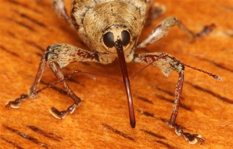 Acorn Weevil | The Backyard Arthropod Project