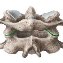 Lateral Atlantoaxial Joint