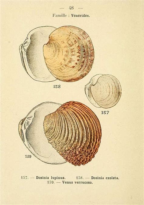 Atlas de poche des coquilles des côtes de France (Manche, océan ...